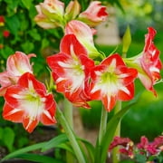 ETGB Amaryllis Minerva 1 Plant Bulb Red White Flower Indoor Outdoor Perennial